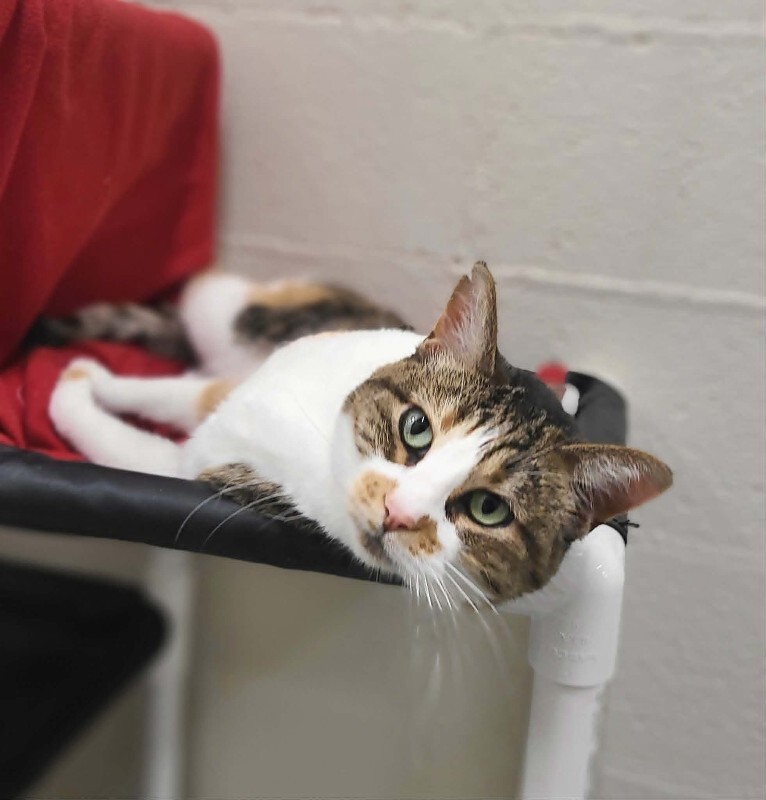 Picture of the Animal Listed